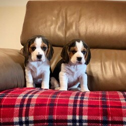 Beautiful Beagle Boy Available/Beagle//9 weeks, 1 day old ,Beautiful litter of tri coloured beagle puppies, Really good quality strong and chunky pups, mum and dad both have fantastic temperaments and are good models of the breed 

Puppies will come 
Fully vet checked
First full vaccine 
Microchipped 
Fully Wormed 
Flead to date 

Ready to go to their forever homes 
Girl on left in pictures 
Boy on right in pictures 
Both currently still available