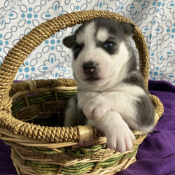 Randy/Siberian Husky/Male/,Hello! My name is Randy, and I’m super excited to meet you! I can’t wait to join your family and go on adventures with you. I love to play. I also like to snuggle up next to you for a quiet nap, especially on those rainy days. I come up to date on vaccinations and vet checked, so I will be healthy, happy, and ready to come to my FUR-ever home! So go ahead and pick me for a lifetime of puppy kisses and love. Don’t wait!