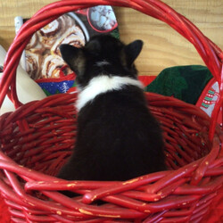 Loretta/Pembroke Welsh Corgi/Female/,This black and white beauty will make the perfect gift under your tree. Meet our little princess, Loretta! She doesn’t mind playing or taking long morning walks in the fresh air. Loretta has her favorite toys and can play all day. She will make a great companion. Loretta will have a complete nose to tail vet check and arrive up to date on her puppy vaccinations. She’s ready to meet her new family! Hurry, don’t let her pass you by!