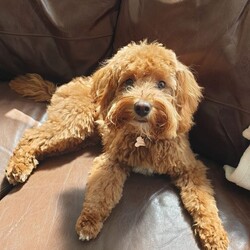 Adopt a dog:**confirmed Litter Of F1b Cavapoos**/Cavapoo//Due in 2 weeks, 4 days ,My beautiful apricot Cavapoo Pixie has been scanned and is expecting a litter of cavapoos. 
Pixie is 4 years old and is extensively health tested she is clear from
*Degenerative Myelopathy
*Hyperuricosuria
* Malignant Hyperthermia
*PRA-CORD 1/PRA-rcd4
*PRA-PRCD
*COPPER TOXICOSIS
Dad is a beautiful parti coloured minature poodle called Yogi from Merlesque Poodles he is also extensively health tested and clear from
*Degenerative Myleopathy
*Von Willebrand Disease Type 1
* Neonatal encephalopathy 
*PRCD
*PRA/LOPRA
Pups will be born in my home so will be socialised with household noises. I have a noisey large household and pups will be handled regularly. 
Pups will go home at 8 weeks after having their first injection, microchip and a vet check. Pups will leave with a months insurance through Buddies. They will also go home with a goody bag and all of the information you will need to ensure your first few weeks go smoothly. 
Please ring me or message for a chat. I’m happy to answer any questions you may have.... you need to trust me as much as I have to make sure my little bundles are going to lovely homes. 
Pups are due mid December and will be due to go home early feb 
**Due to Covid visits will have to be very limited but I will assess the situation regularly**
PLEASE NOTE PICS ARE OF PREVIOUS PUPS AND MUM