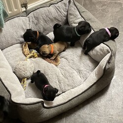 Adopt a dog:Kc Pug Puppies Ready Before Christmas 4 Left/Pug//7 weeks, 5 days old ,PUG PUPPIES READY TO GO IN LESS THAN 2 WEEKS - BEFORE CHRISTMAS

5 beautiful pug puppies ready to go from 7th December. Pups are currently 6 weeks old and are looking for their forever homes.

Currently living in a loving home with their mum who is our family pet and another pug (picture attached above of black pug mum and apricot dad) great around kids and other dogs - very playful!

Pups are KC registered and will be microchipped with all vaccinations and worming up-to-date. All puppies will leave with 4 weeks free pet plan insurance, certificates and a puppy pack to get you started.

We will offer all advice thereafter, once you have taken your puppy to their new home and send you a list of things you will need to purchase before they leave. We also request that you send us a photo 

Available pups:

Girls x3
1x Apricot girl (orange collar)
1x Black girl (Lilac collar)
1x Black girl (Pink collar) - RESERVED 

Boys x2
1x Black boy (Turquoise collar)
1x Black boy (Brown collar)

£500 non-refundable deposit required then the remainder due on the day of collection. Deposit to be paid via bank transfer to reserve a puppy.

Viewings welcome via FaceTime or WhatsApp videos and photos are available, due to the current situation.

Please message if you have any questions.

Thank you