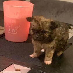 Miniature Chihuahua/Miniature Teacup Chihuahua/Male/7 weeks,Very handsome miniature teacup Chihuahua 
Only the one pup in the litter
Lovely temperament 
Loving personality 
Very friendly 
Already on solid food
House trained