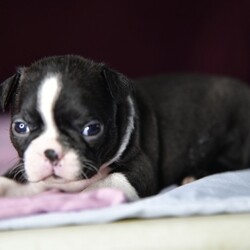 Maggy/Boston Terrier/Female/,Hi, I'm Maggy! It's very nice to meet you. I'm a very outgoing puppy and I'm looking for a family where I would fit in! If you think you could be that family, then hurry up and pick me. I will be up to date on my vaccinations before coming home to you, so we can play as soon as I get there. I'm very excited about meeting my new family, so please don't make me wait too long!
