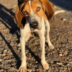 Adopt a dog:Legend/Coonhound/Male/Adult,The hound. The dog. THE LEGEND. Legend is a 5 year old Coonhound. His 60 pound body is made mostly of legs, ears and an affinity for the outdoors. Theres just something about the warm sun shining on your pointy hound snoot on a crisp fall day that makes you feel rejuvenated. The optimum day for this rugged guy would be made of wilderness hikes, naps, backyard frolics and a generous gourmet dinner. He lives for exploring, sniffing & a luxurious dog bed. 

All dogs will be altered, microchipped, and receive age-appropriate vaccines prior to adoption. 

Interested in fostering or adopting? Need more info on this dog? The first step in the process is filling out an application on our website. 


	Adoption application: www.nycsecondchancerescue.org/general-application/
	Foster application: https://www.nycsecondchancerescue.org/dog-foster-application/
	Adoption process & fees: www.nycsecondchancerescue.org/process/
	Upcoming events: www.facebook.com/pg/SecondChanceRescueNycDogs/events
	States we adopt to: NY, NJ, CT, DE, PA, MD, NH, ME, VT, RI