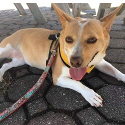 Adopt a dog:Serenity/Corgi/Female/Adult,Meet Serenity, the only one constant in her life is probably the name.  She was rehomed through a new site that makes adopting 