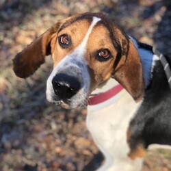 Adopt a dog:Legend/Coonhound/Male/Adult,The hound. The dog. THE LEGEND. Legend is a 5 year old Coonhound. His 60 pound body is made mostly of legs, ears and an affinity for the outdoors. Theres just something about the warm sun shining on your pointy hound snoot on a crisp fall day that makes you feel rejuvenated. The optimum day for this rugged guy would be made of wilderness hikes, naps, backyard frolics and a generous gourmet dinner. He lives for exploring, sniffing & a luxurious dog bed. 

All dogs will be altered, microchipped, and receive age-appropriate vaccines prior to adoption. 

Interested in fostering or adopting? Need more info on this dog? The first step in the process is filling out an application on our website. 


	Adoption application: www.nycsecondchancerescue.org/general-application/
	Foster application: https://www.nycsecondchancerescue.org/dog-foster-application/
	Adoption process & fees: www.nycsecondchancerescue.org/process/
	Upcoming events: www.facebook.com/pg/SecondChanceRescueNycDogs/events
	States we adopt to: NY, NJ, CT, DE, PA, MD, NH, ME, VT, RI