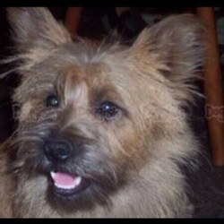 Cairn Terrier/Cairn Terrier//Younger Than Six Months,We have a beautiful litter of Cairn Terrier pups. There are two males and one female. They have a very loving temperament. The Cairn Terrier is off the non shedding breed. They are a great family dog which is very loving and loyal . We’ve had a few of our pups been trained for nursing homes and disabled for recovery dogs because they are easy to train as they are food orientated . The pups will come with a bed that I teach them to sleep on so when you get them home they won’t have separation anxiety. They will come with their first vaccination and microchip. Also with some food and toys . Any further enquires just give me a call on *******9624. REVEAL_DETAILS 