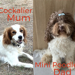 Beautiful Spoodle puppies ///Younger Than Six Months,A gorgeous Spoodle litter available now for pick up at 8 weeks old with 4 boys left !BIN0004783130243 and registered with Responsible Pet Breeders Australia 1611Price is firm - Messages asking for a negotiated price will not be replied to.Automated gumtree messages will not be replied to.Please read the entire add before replying.Available are:4 BoysMickeyWinston (dark chocolate)DieselHarry PawtterOnly make contact after checking with everyone in the family that they agree to a puppy and that this is the Spoodle they want.No time wasters please.Parents are healthy and DNA tested and approved together.Will come to you vaccinated, microchipped and wormed.Please no interstate enquiries for the moment (unless you are not too far from the border and can pick up by car- No ✈️ sorry).Both Parents here to meet. Mum is the most beautiful looking Cockalier ( cocker spaniel x cavalier, 13kg) and dad is a handsome purebred mini parti poodle (6.5kg). Puppies are raised indoors in a loving home environment with plenty of stimulation and socialising. The sibling displayed from the previous litter shows the amazing quality of the combination of these two parents with a gorgeous teddy bear like fleece coat.These puppies are first generation which has produced lovely non shedding fleece coats for each puppy. Size wise they will be knee height and around 10kgs.They adjust to apartment life and a house with a backyard equally well and once they get all their puppy playfulness out they love to curl up next to you. They love kids and are a sweet gentle temperament with no mean bone in their body.—>First contact should be a message about why you have chosen one of my puppies and what type of home you are offering the puppy. Appointments made only for people coming to buy a puppy. No timewasters or indecisive people.Once you contact me I will give you a call back. Please don’t contact me if you are not ready to buy my puppy now or are still deciding on the dog or the breed.If add is up puppies are availableAbout Spoodles:Their long cocker spaniel ears, dreamy puppy dog eyes combined with the long lashes make them simply irresistible.