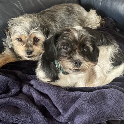 Adopt a dog:Ruby & Nora/Shih Tzu/Female/Adult,Please welcome Ruby & Nora to our rescue !  We are now accepting applications on this bonded sister pair ! ???

Meet Ruby and Nora! We are helping the bonded pair to find their furever home! 

The girls are litter mates, 5 years old and adjusting well to life with their foster family. Ruby is black and white and Nora is silver and tan.  

Their foster family is working with them on house manners, including house training. The girls are total lap princesses and would do best in a home with adults.

Being Beagle mixes, the girls do shed a little and do tend to bark. 

If you are looking for unconditional love and companionship, Ruby and Nora may be a good fit for you! 

If you are interested in this sweet sister pair please visit our website to complete an adoption application ??
www.shihtzurescueky.org
Adoption Fee $400