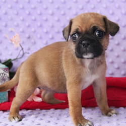Layla/Puggle/Female/,This is Layla. He is ready to come home and be your best friend. As soon as you walk in the door, he'll be right there to greet you with his wagging tail. Layla will be up to date on vaccinations and pre-spoiled when arriving home to you. Call about this sweet little guy today before it's too late and you miss your chance to add this loving pup to your family!