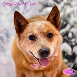 Adopt a dog:Roxie/Cattle Dog/Female/Adult,Available for Adoption

“Roxie”

Red Heeler female with bobtail around 6 years old. She was an owner surrender because her family is moving. She did very good for her Spaw Day. We are told she’s good with children. She’s only ever been an only dog and is used to a wireless fence, it actually comes with her. Indoor/outdoor girl. Good watch girl!

All rescues are vet checked, heart-worm tested, flea/tick and heart wormed treatment, wormed, micro-chipped, spayed/neutered and up to date on all vaccinations and Groomed. Application & Adoption fee do Apply? 

https://www.adoptapet.com/shelter84225-pets.html

Can not foster or adopt but you would like to support our cause- FairyTails Pet Adoption Wish List-

https://www.amazon.com/gp/registry/wishlist/3IE7IZ93OLROX

Available at:
FairyTails Pet Spaw and Adoption
6049 Lexington Rd
Winchester, Ky 40391
(859)744-7729

?Thank you for Sharing?