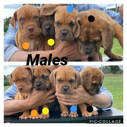 Adopt a dog:Douge de Bordeaux/ French mastiff pups/Dogue De Bordeaux//Younger Than Six Months,For sale 5 female 4 malePurebred dad papered pups are notSome smaller some massive.These little gorgeous babies have been raised on acreage and have been fed a premium diet.Mum and dad both have amazing temperaments love their humans and the other dogs at the farm, Poultry and livestock friendly. Pups have been socialised with other dogs and would be suitable to single or multiple pet homes.Please do your homework on this breed I have owned French mastiffs for 7years and also grew up with bull mastiffs.If your wanting a companion that will be great with children and the elderly that don’t need heaps of maintenance this is the breed for you- a simple 1/2hr walk a day and brush every couple of weeks is ideal. Easy to train the basics too!They will require a lot of food during their lifetime as they grow and eat and repeat up until they are about 18 months old.Mix of black and red mask from fawn to vibrant red coats.Please note pups will be going to new homes having been wormed every two weeks since birth- vet checked- first c3 vaccination and microchipped.Can be viewed now8 weeks old on the 11/1/2021Located in merriwa nswCan organise freight at buyers expenseHappy to travel within 200kms of merriwa pending availability.Any queries please call.Serious and permanent homes only need make contact.RPBA probationary number 2360