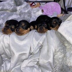 Adopt a dog:Miniature dachshund puppies/Miniature dachshund/Male/3 weeks,I have a litter of 4 boys all Black and Tan miniature dachshunds.Both mum and Dad are my pet dogs.The puppies will be KC registered vet health checked vaccinated wormed and microchipped.They will also be litter tray trained