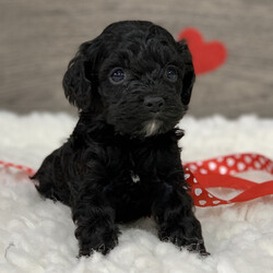 Conner/Cockapoo/Male/,My name is Conner! What's yours? I'm really excited to meet my new fur-ever family. The nice people here have been telling me about how much fun I'll have when I get to my new home and I'm just thrilled. I am ready to play all kinds of games, explore your home, and just be an all-around great companion to you! I am ready to share my hugs and puppy kisses with you. I have plenty to give out, trust me! I really hope you are my new family because I'm ready to meet you! I hope to see you real soon!