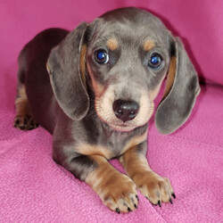 Sonya/Dachshund/Female/,Hi there! My name is Sonya and I just know that we are meant to be. I have been dreaming of coming home to my new family and I sure hope that it is you! I promise that we will have lots of fun together. We can spend all day playing if you'd like. Whenever you get tired, I will be right there to cuddle up by your side. I'll be healthy, too so I will be ready for anything that you have planned. Please bring me home, I want to start my life with you!