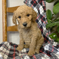Deacon/Goldendoodle/Male/,Are you looking for the best puppy ever? Well, you found me! My name is Deacon and I am the best! How do I know? Well, just look at me. Aren't I adorable? Also, I come up to date on my vaccinations and vet checked from head to tail, so not only am I cute, but healthy too! I promise to be on my best behavior when I'm with my new family. I'm just a bundle of joy to have around. So, hurry and pick me to show off what an excellent puppy you have!