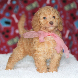 Julee/Goldendoodle/Female/,Greetings! My name is Julee and I am ready to find my fur-ever home. As you can tell from my photos, I'm an adorable baby that specializes in snuggle time. The home I am at now is very nice, but I know that the real fun will start once I arrive at your place. The sooner I can get to you, the better! I will have my vet checked and up to date on my puppy vaccinations, so hurry up and make plans to get me to you. Don't leave a puppy like me behind!