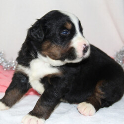 Ben/Bernese Mountain Dog/Male/,Meet Ben! Ben would make a wonderful addition to any family. He is up to date on vaccinations and would make a great lifelong companion. Ben is so excited to meet his new family. He has lots of love and puppy kisses to give. He hopes you're ready for all the fun he has planned for you. This cutie loves to play and run around all day but also has no problem taking a nap when time permits. Ben is ready to meet you!