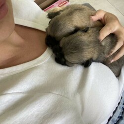 Adopt a dog:Tibetan Spaniel Puppies/Tibetan Spaniel//Younger Than Six Months,4 Beautiful PuppiesFemale) Light Sable with white chest and socks (sold pending)Male 1) Dark sable with white chest and socksMale 2) Light sable with white chest and socksDOB - 28/12/20Ready for homes 22/2/21Both Mum and Dad have exceptional temperaments and puppies are raised in a loving family environment. Fed quality puppy food.All will be wormed, vaccinated and microchipped.Feel free to text or call for more information/photos of the pup your interested in. RPBA3156BIN0004828193689