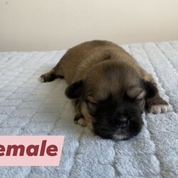 Adopt a dog:Tibetan Spaniel Puppies/Tibetan Spaniel//Younger Than Six Months,4 Beautiful PuppiesFemale) Light Sable with white chest and socks (sold pending)Male 1) Dark sable with white chest and socksMale 2) Light sable with white chest and socksDOB - 28/12/20Ready for homes 22/2/21Both Mum and Dad have exceptional temperaments and puppies are raised in a loving family environment. Fed quality puppy food.All will be wormed, vaccinated and microchipped.Feel free to text or call for more information/photos of the pup your interested in. RPBA3156BIN0004828193689