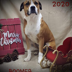 Adopt a dog:Boomer/Boxer/Male/Adult,Meet Boomer. We pulled him from a high kill shelter. He’s around 2-3 years old and a boxer mix.  He would do best in a home being the only fur baby.  He needs an active family with a fenced yard.  To apply goto www.homewardboundanimalrescue1.org