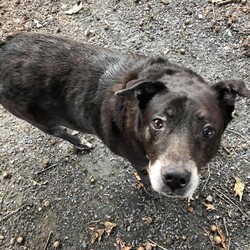 Adopt a dog:Grandma B./Labrador Retriever/Female/Senior,Hi my name is Baby, but my friends here at MVPC call my Granny. I am not sure why I ended up at the shelter, but let me tell you, it was hard on these old bones. Shelters are no place for any dog, let alone an old gal like me. I have two speeds...nothing and slow. I want to nap and eat. That’s pretty much it. Can you tell taking my picture isn’t a favorite of mine? Food is though. Love food. I am good with other animals, but I am over playing and shenanigans. Cats, dogs, whatever...they are all fine. I just want to lie down and chew on my bones until dinner. I am not a fan of having my nails cut, but other than that, I am not too grumpy. If you just want to exist through life, and eat, I am your girl. Don’t leave food near me though...all’s fair if you walk away. The shelter isn’t too sure what my breed is, so lab was the guess. I was a pretty girl in my hay day, now I am aged and classy.

ADOPTION FEE: $200 (All MVPC dogs are heartworm-tested, completely vetted, spayed/neutered, microchipped, crate-trained and house-trained)

A $100 hold fee is required for approved applications and will be applied to the full adoption fee at the time of the home visit. 
ADOPTER: Dog experience
BIRTHDAY: Estimated 11 years
FENCE: Preferred (an electric fence is not an acceptable form of containment)
DOGS: Yes, but I don’t want to play
CATS: Sure
KIDS: Yes, over 8 please, I am an old lady 

INQUIRIES: ALL inquiries begin with a submitted adoption application, which is found on our website, www.miamivalleypitcrew.com. We do not adopt to individuals under the age of 25. We prefer male/female dog pairings unless both already reside in the home. 

DO NOT: USE THE PETFINDER CONTACT/ADOPT BUTTONS--we are unable to monitor those and you will not receive a response. 

PLEASE NOTE: We are volunteer based and a home visit is required; we have a two-hour adoption radius from Kettering, OH for our adult dogs and 75 miles for our puppies. Exceptions for our ADULT dogs only, though rare, may be made on a case-by-case basis but we must be able to do a home visit. Thank you for your understanding!
