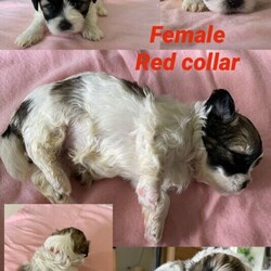 Shih Tzu / Maltese puppies - READY TO VIEW/Maltese//Younger Than Six Months,SELLING FAST!Responsible Pet Breeders Member 3081Registered dog breeder with the QDBRQueensland Dog Breeder RegistrySupply number - CRM:0271989BIN 0004565372195Males $2900Females $3200Shih Tzu / Maltese (Malshi) puppies.Gorgeous colours with Browns & Tri colour puppies.Both Females & Males availableCan be viewed now! No holds - must secureMum is pure bred Shih TzuDad is Maltese / Shih TzuPics of parents uploaded. Mum light colour, Dad Black & White.All of our beautiful puppies come with;* First vaccinations - C3* Micro-chipping* Well stocked Puppy care pack* Vet & Health checkedDOB 29/12/2020 ready approx 23rd FebI am located Brisbane Northside.