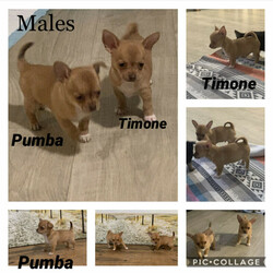 Pedigree papered Chihuahua puppy’s /Chihuahua (Long Coat)//Younger Than Six Months,Chihuahua pedigree registeredMember of Australian national kennel clubAnd Dogs QldBreeder Supply Number : 4100230014We specialise in long and smooth coat chihuahuas . Our puppy's are bred from quality champion and imported lines. We strive to only produce quality Chihuahuas. Our baby's are a part of our family and grow up in our family home with there parents. If you have any enquiries please feel free to contact me text is also fine, if I don't get to the phone please leave a message and I will return your call or messageTimone smooth coat male $2800 SOLDPumba smooth coat male $2800 limited petLong coat male $3000 limited pet SOLDLong coat female tri $3500 limited pet SOLD