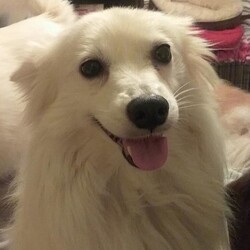 Adopt a dog:GRACE/American Eskimo Dog/Female/Adult,Grace – she is a small 15lb, female Eskie. She is a survivor of the mills of Ohio. She is very shy and must have been attacked by another dog at the mill. She is warming up to the male dogs in the house, but she will not do well with an obnoxious dog.   She would be fine with a mellow dog, but she is not a dog that will play with other dogs.  Grace has to see you most of the time and be with you. She has severe separation anxiety, so no apartment life for her. She is petrified of MEN, she is more accepting of an older and CALM man! She does not know how to go up/down steps, but she is learning. She has to sleep in bed with you, right near your body.  She is doing really well learning about house training. She has learned to bark for dinner time.  She is fostered near Cincinnati, OH   Not sure about cats, would probably ignore them.  I would not put her with kids because they would not understand her or give her the proper space. She is NOT good with meeting new people, because skittish. .  We prefer an adopter who knows mill dogs. FENCED YARD IS REQUIRED. She has to be adopted no more then 5 hours away from Cincinnati, OH.