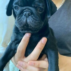 Puppy Pug , 2 black left( all males)/Pug//Younger Than Six Months,BIN license number: BIN0007295967482Microchip 953010004922676RPBA 483Born 18 Nov 2020My pugs are in week 8. Will be ready with a puppy packs.Very well cared and feed with royal canin food.Have fully microchipped, vet checked, vaccinated. Wormed treated by every 2wks from birth.Call or txt ******7607 for more details and photo, can come to have a look. Postcode 4113 REVEAL_DETAILS 