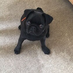 Pure breed pug/Pug//Younger Than Six Months,Pure breed pug colour black birthday 1st September 2020 worming up to date all needles up to date please check photos for receipts. His 17 weeks old very happy and playful. Also comes with bedding and bowls