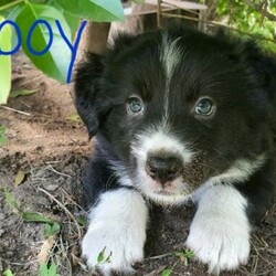 Beautiful Border Collie Puppies/Border Collie//Younger Than Six Months,Border collies are active intelligent dogs that require a lifestyle that can accommodate to their needs and give them a lot of love and attention. We have 6 beautiful pure bred border collie puppies currently looking for their new forever homes.The puppies will come wormed, flea treated, mirco chipped, vaccinated and with a puppy transition pack to help them settle into their new homes.Their mother red and white, while their father is black and white. The puppies also carry merle genes and will have a medium length coat.There are 3 girls and 3 boys (see photos attached) $3000 each. Please note that all potential owners must have a meet and greet before securing your puppy.If you have any queries please don't hesitate to ask and thank you for taking the time to read through out the advertisement. TEXT ONLY.Puppies will go home with an owners puppy pack information folder with breed information, photos from birth and as there growing, weight graphs, training tips and healthcare information.Father is Black and WhiteMother is Red and WhiteRPBA 3084Breeder identification number: BIN0008454690055