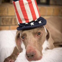 Adopt a dog:Dylan/Weimaraner/Male/Adult,INTAKE DATE - 5/13/2017
DOB - Approx 2011
SEX - Neutered Male
SIZE - Larger than breed standard
MEDICAL STATUS - On inexpensive meds for hypothyroidism. Successfully treated for fractured leg.
HOUSETRAINED - Yes
CRATE TRAINED - No
GOOD WITH OTHER DOGS -  Yes
GOOD WITH CATS - No
GOOD WITH CHILDREN - 12+ years old

Dylan is an adult Weimaraner who is less active than the average weimaraner. He would do best in a quiet, structured home with breed ownership experience. Dylan would prefer a female canine companion  but gets along with submissive male canine companions too. Dylan has had some basic training and has good house manners.