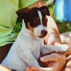 Jack Russel Puppies/Jack Russell Terrier//Younger Than Six Months,Jack Russel Male PuppiesGeelong victoriaLovely Short Legged Male PuppiesDad has Australian show champion blood lineMum the ultimate lap dogvet checkedmicro chippedvaccination up to datewormedBreeder Number: RPBA 3285please call Robert on ******6357 REVEAL_DETAILS 
