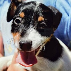 Jack Russel Puppies/Jack Russell Terrier//Younger Than Six Months,Jack Russel Male PuppiesGeelong victoriaLovely Short Legged Male PuppiesDad has Australian show champion blood lineMum the ultimate lap dogvet checkedmicro chippedvaccination up to datewormedBreeder Number: RPBA 3285please call Robert on ******6357 REVEAL_DETAILS 