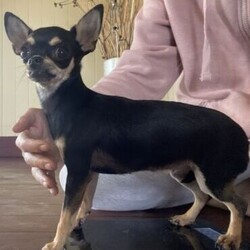 Chihuahua Female/Chihuahua (Smooth Coat)//Younger Than Six Months,To the best of best pet homes only , “Mimi”. A petite young lady , 5 months old now (born August 2020) I am having a new job and not the time anymore that I used to haveMimi is up to date with all her vaccinations, worming and has been microchippedShe comes with ANKC limited (pet) pedigree and desexing contractGets along well with other dogs and is not a biterBIN 0001103067149Dogs QLD 
