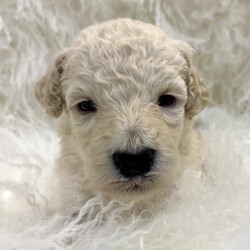 Vander/Poodle/Male/,May I introduce to you, the fabulous, the fantastic, the magnificent, Mr. Vander! This puppy is one of a kind, and will steal your heart the moment you lay eyes on him. He's a real crowd-pleaser. He will do anything for a treat, or just a good belly rub. He will arrive up to date on vaccinations and with a thorough exam from his vet! He can't wait for you to bring him home and make him the star he deserves to be. He'll shine bright for you, for many years to come. Make Vanderyour leading man today!
