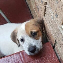 Adopt a dog:Puppies for sale/Irish Wolfhound//Younger Than Six Months,I have a Irish wolfhound x red cattle 6 puppies 1 girls 3 boys very playful likes cuddles and a bit cheeky gets along with my other dog and cat