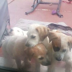 Adopt a dog:Puppies for sale/Irish Wolfhound//Younger Than Six Months,I have a Irish wolfhound x red cattle 6 puppies 1 girls 3 boys very playful likes cuddles and a bit cheeky gets along with my other dog and cat