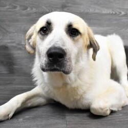 Adopt a dog:Benbrook~ Don Tono/Great Pyrenees/Male/Young,Isn't he just the prettiest thing you've ever seen? Don Tono is 1 year old Great Pyrenees that would love to be your new buddy! Sadly, Don Tono was surrendered because he kept escaping his previous owners yard. We don't know how tall the fence was in his previous home, but because he is such a big boy( he's 76 lbs!), Don Tono will need at least a 7