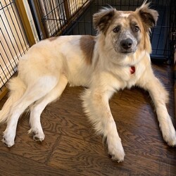 Adopt a dog:me/Australian Shepherd/Male/Young,COURTESY POST - PLEASE CONTACT THE RESCUE BELOW

Balto is looking for his forever home. He is a little guy approx 10 months old (as of Feb 2021) and is about 37lbs. He would love a home where he has another puppy sibling to play with. He's very active and loves to play! He is great with kids and other dogs. Please let us know if you are interested in adopting Balto!

If you are interested in providing a loving home to this pet please complete the L.A.P. application https://www.laprescue.org/adoption-app-.html or email us at LapRescue@gmail.com. Local area adoptions only. Home visits required. Even if you can't give this pet a home you can still help by making a donation to help with their care. Any amount you can spare will be sincerely appreciated. Thank You.