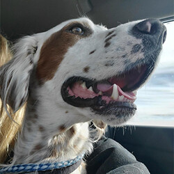 Adopt a dog:Cooper/English Setter/Male/Young,Heart dog alert! Four year old Cooper is looking for a person to love unconditionally. Although he weighs in at 55 pounds, he would love to be a lap dog—if you’d let him. In the yard Cooper has workaholic intensity, keeping track of every bird and squirrel. But his off switch works well, so he transitions quickly to in-house behavior. Cooper is looking for a home where he can run in a yard with a 6-foot, no-climb fence to keep him safe and enjoy warm cuddles with his humans.

Cooper is the strong, silent type who rarely barks. He has not walked on a leash much, so that is a work in progress. Like most English Setters with strong prey drives, Cooper will likely never have enough recall to be an off-leash companion. He knows a few basic commands like “sit” and “stay.” Cooper is a hugger so people in his 