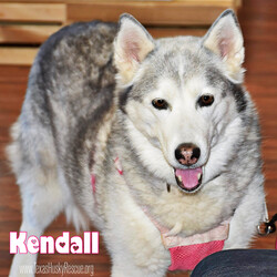 Adopt a dog:Kendall (Kindle)/Siberian Husky/Female/Adult,Kendall is about 9 years old.  She is a sweet talkative, calm and curious husky lady who loves going for walks and water.  Kendall is great on a leash and is working on her off-leash skills.  She has great recall and knows some commands.  Kendall can be picky about her dog friends but gets along great with the great dane in her foster home as well as the cows.  Kendall loves to receive pets from her foster family but is not much of a cuddler.  Kendall does not like to be left alone and will bark or howl to let you know.  She does get along with cats and would do best with older kids.