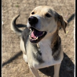 Adopt a dog:Bodine/Hound/Male/Adult,Hi there! I'm Bodine. I'm a big, sweet Hound/Shepherd mix; approximately 6 years old and I weigh 75 lbs. I had sort of a rough start to life; I was neglected, malnourished and so skinny, you could see every single one of my ribs. When the nice people who rescued me found me, the only water source I had was a leaky septic system. YUCK! I was so thankful when those nice folks brought me to ARFhouse; my days of searching for food and water were over. 

I am just about the nicest guy in the whole world; I am gentle, sweet and loving. I don't like other dogs but I love humans more than anything in the whole world. I will make the most wonderful companion. I am middle-aged but I don't act a day over 2. I love to run, play and get all the belly rubs. I am a big ol' boy, so I would not be suitable for an apartment, I will need a large, fenced yard so that I can run and play whenever I want.

The fee to adopt _ is $200.00; this includes spay/neuter, deworming, vaccinations and a microchip. If you are interested in adopting _, please visit our website. www.arfhouse.org and fill out an adoption application. 

**Please Note: _ is currently located at our facility in Sherman, Texas. Adoptions are by-appointment only; if you would like to meet _, please fill out an application on our website. Once we have your application, our Adoption Coordinator will follow up with you ASAP with any questions she may have, or to set up a meet-and-greet.