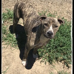 Adopt a dog:Callie/Pit Bull Terrier/Female/Young,Hello! I’m Callie. I’m a sweet, young Pit mix; I’m probably around 2-3 years old and I weigh 50 lbs. I was dumped at ARFhouse by my “family” But that’s okay, I love it here! 

I am a little shy at first; probably because of my past, but I warm up quickly and I am tons of fun!! I LOVE other dogs! I probably love dogs more than people, which isn’t surprising, considering what I’ve been through. I would do best in a home with another dog to give me confidence, and a fenced yard so I can run and play! I have so much love to give, if you’ll give me a chance. 

The fee to adopt Callie is $200.00; this includes spay/neuter, deworming, vaccinations and a microchip. If you are interested in adopting Callie, please visit our website. www.arfhouse.org and fill out an adoption application. 

**Please Note: Callie is currently located at our facility in Sherman, Texas. Adoptions are by-appointment only; if you would like to meet Callie,  please fill out an application on our website. If approved, we will contact you within 48 hours to set up a time to meet Callie.