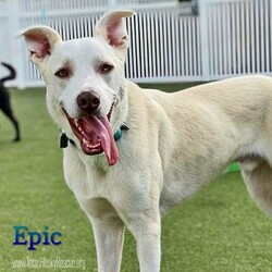 Adopt a dog:Epic/Siberian Husky/Male/Young,Epic is doing great in his Foster Home.  Epic loves being the only King of the Castle and he takes his job as such serious.  He is not your typical husky, he is a barker and a protector.  Epic will definitely bark when he senses anything out of the ordinary.  Epic is very kid friendly and loves to play with kids and their toys.  Epic is gaining confidence and learning trust with his Foster Family.  Epic is happy and healthy and ready to guard your castle!!