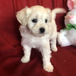 Aven/Havanese/Male/,Meet this handsome baby boy, Aven! He is a true prince charming. He is just as handsome and lovable as they come. He is always up for anything. Aven is a curious puppy with a playful personality. He is just an all-around great pup! Aven will be sure to come home to you up to date on his vaccinations and vet checks. Don't let this all-around star pass you by. He will be sure to make that perfect, playful, loving addition that you and your family have been searching for.