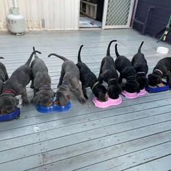 Neapolitan mastiff puppy/Neapolitan Mastiff//Younger Than Six Months,EOIPEDIGREE12 week old male -colour blackMicrochippedRegistration with ANKC