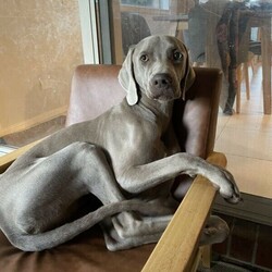 Silver Weimaraner (10 month old male dog puppy)./Weimaraner//Older Than Six Months,Pure bred Weim:Sadly our boy is in need of a new home. He is a super affectionate big pup who loves people. He is 10 months, microchipped, desexed, wormed and vaccinated. He loves playing fetch and cuddles. Good with kids. Toilet trained. He is best suited to an active family. Only those with experience with this breed considered.For further information please contact below.Pick up only, south-east suburbs Melbourne.O