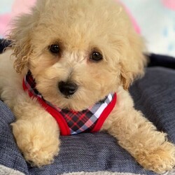 Apricot Bichoodle - Poochon Puppies/Bichon Frise//Younger Than Six Months,Sweet Bichon Frise X Mini poodle hypoallergenic first generation, Male puppies available.Mum (Bichon Frise) and Dad (Mini Poodle) both are approximately 6Kgs, DNA tested clear.Puppies come microchipped, wormed regularly, 1st vaccination, vet checked. Ready to rehome at 8 weeks old from 15/3/21.BIN0008551852867RPBA 3068